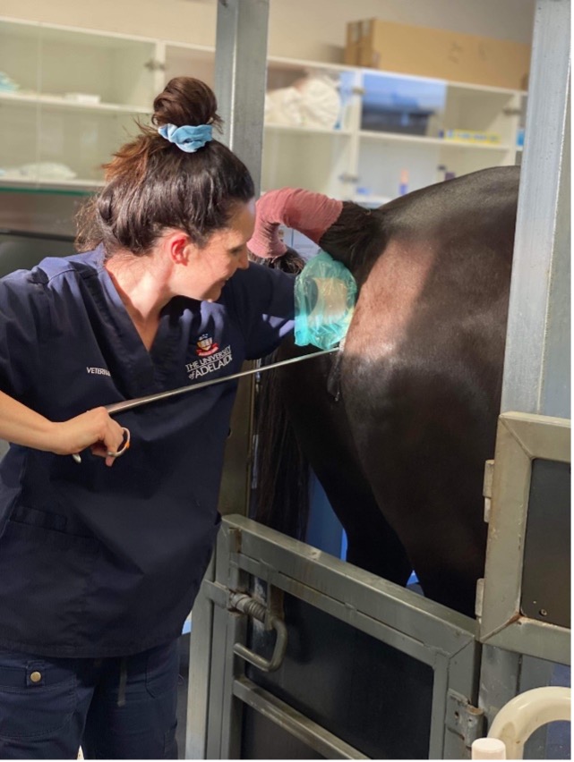 Reproduction services - Glasgow Equine Hospital & Practice