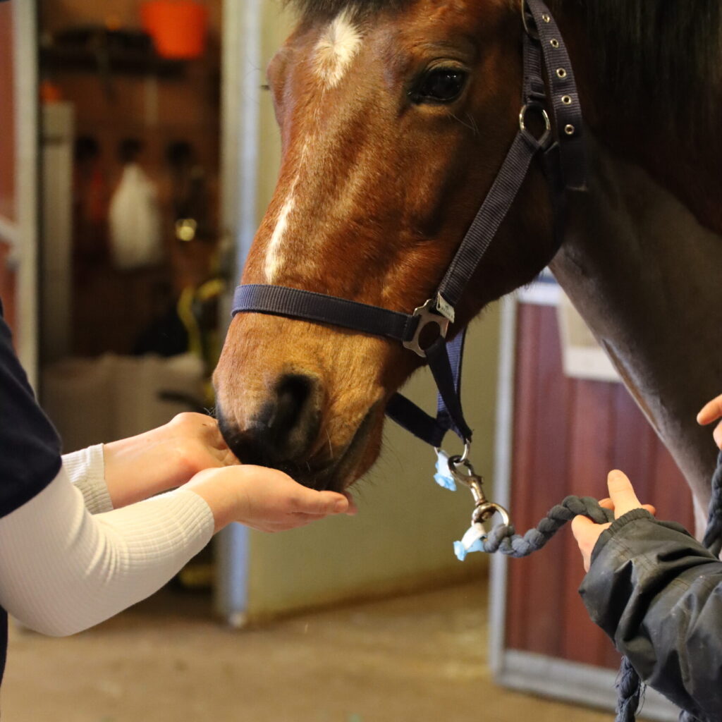A horse eating treats mid proceedures